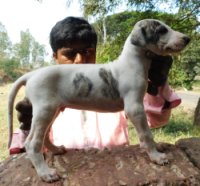 DogsIndia.com - Mudhol Hound - Tejas Kamalkar