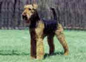 Airedale Terrier-DI.jpg (9812 bytes)