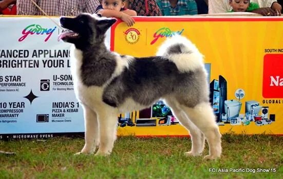 DogsIndia.com - Akita - Ravikumar