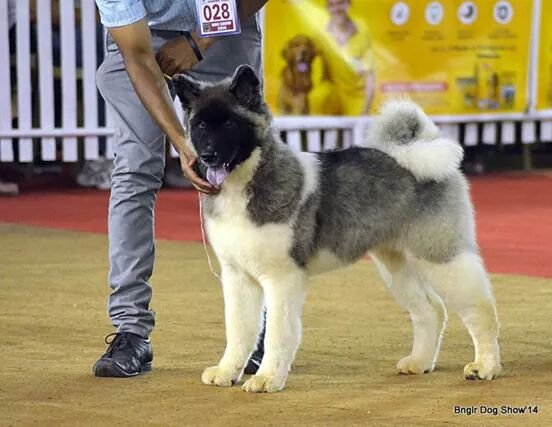 DogsIndia.com - Akita - Ravikumar