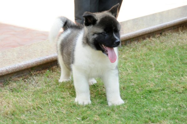 DogsIndia.com - Akita - Ravikumar