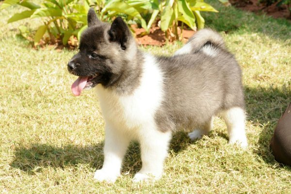 DogsIndia.com - Akita - Ravikumar