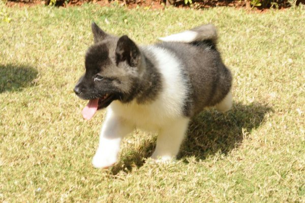 DogsIndia.com - Akita - Ravikumar