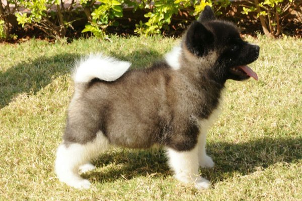 DogsIndia.com - Akita - Ravikumar