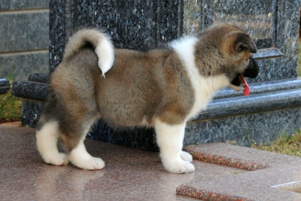 DogsIndia.com - Akita - Ravikumar