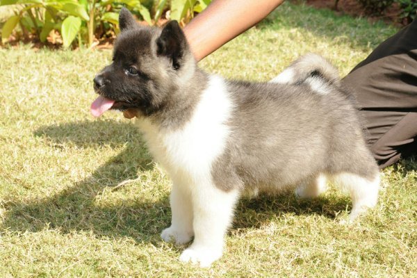 DogsIndia.com - Akita - Ravikumar