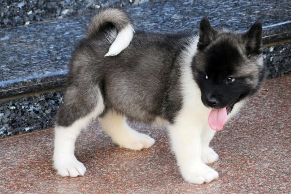 DogsIndia.com - Akita - Ravikumar