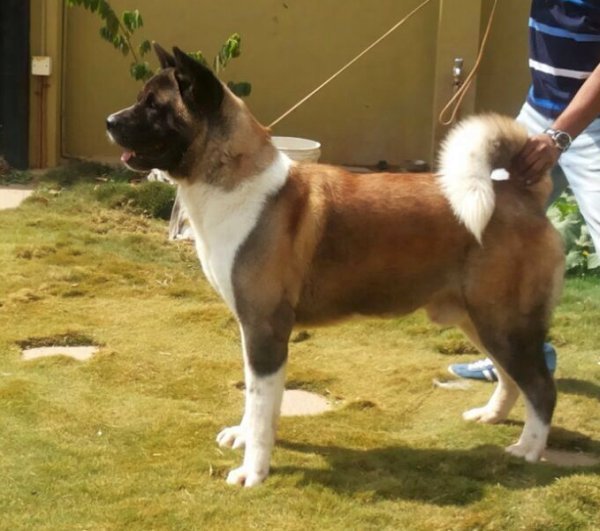 DogsIndia.com - Akita - Ravikumar