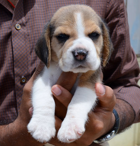 beagle goldland puppy litter 1