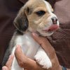 beagle puppies available goldland
