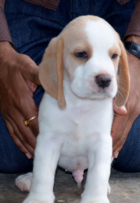 Dogs India Beagle Goldland