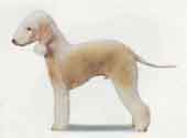 Bedlington Terrier-DI.jpg (6992 bytes)