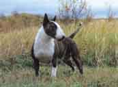 Bull Terrier-DI.jpg (9904 bytes)