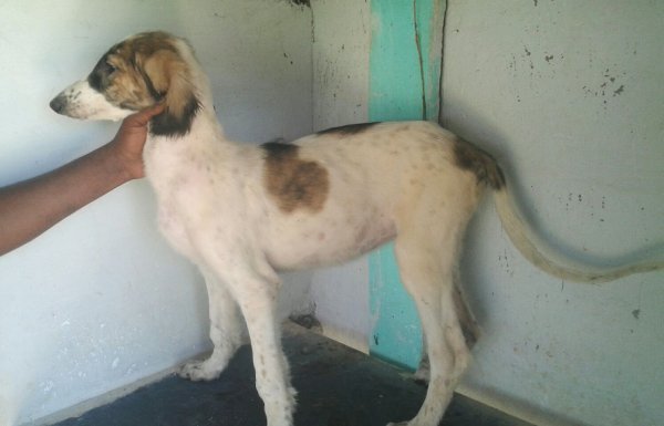 DogsIndia.com - Caravan Hound - MAG Kennels