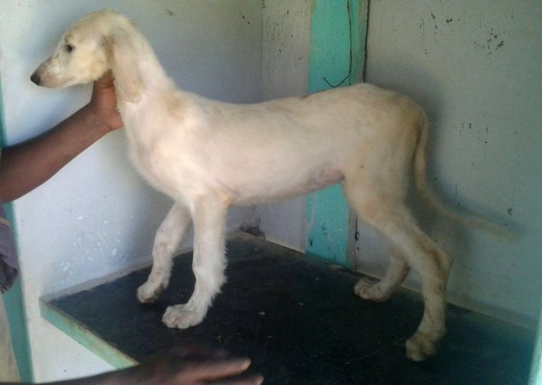 DogsIndia.com - Caravan Hound - MAG Kennels