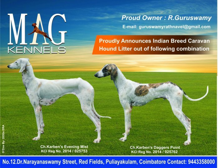 DogsIndia.com - Caravan Hound - MAG Kennels