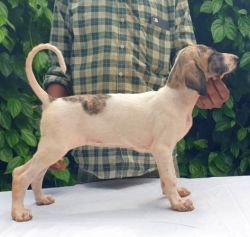 DogsIndia.com - Caravan Hound - MAG Kennels