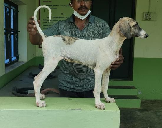 DogsIndia.com - Caravan Hound - MAG Kennels