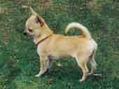 Chihuahua(Smooth Coat)-DI.jpg (10828 bytes)