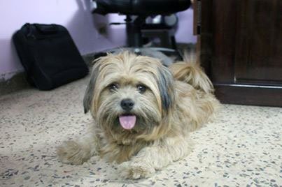 Dogs India Missing Dog Classifieds