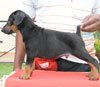 Dogs India Dobermann Ayyanar