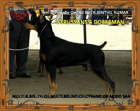 Dogs India Dobermann Ayyanar