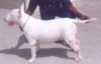 Dr.Shieh Su -Bull Terrier-DI.jpg (8454 bytes)