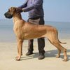 Dogs India Great Dane Faithtrot