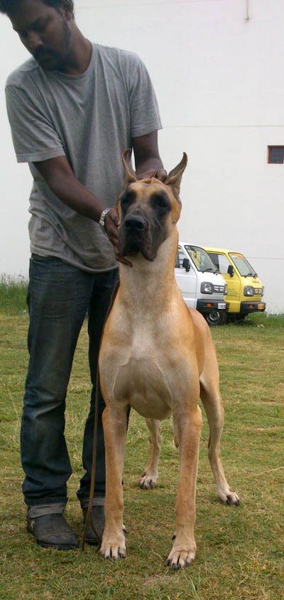 Great Dane Grown Up For Sale - Akshay