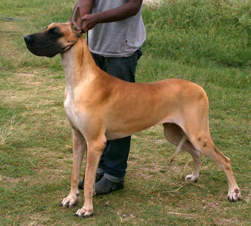 Great Dane Grown Up For Sale - Akshay