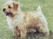 Norfolk Terrier-DI.jpg (9525 bytes)