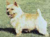 Norwich Terrier-DI.jpg (9418 bytes)