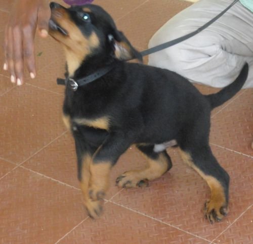 DogsIndia.com - Rottweiler - Jose