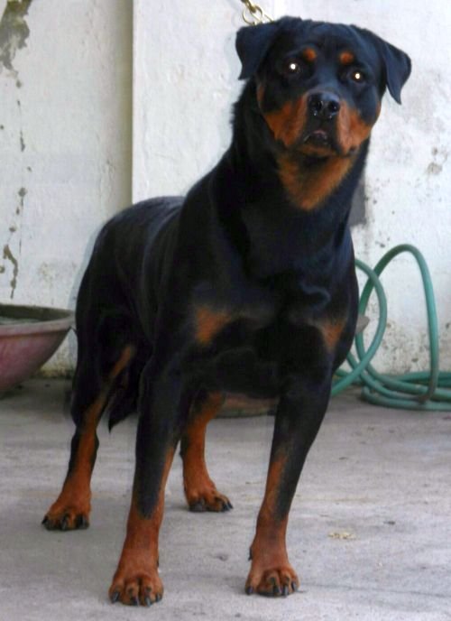 DogsIndia.com - Rottweiler - Jose