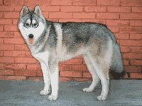 S-Husky2-Biniza-w.gif (11114 bytes)