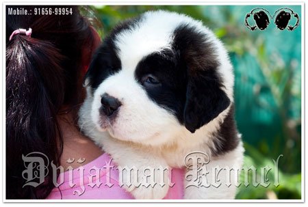 Dogs India St.Bernard Dvijatman