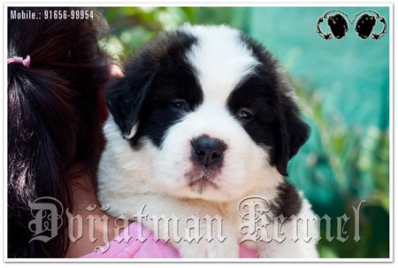 Dogs India St.Bernard Dvijatman