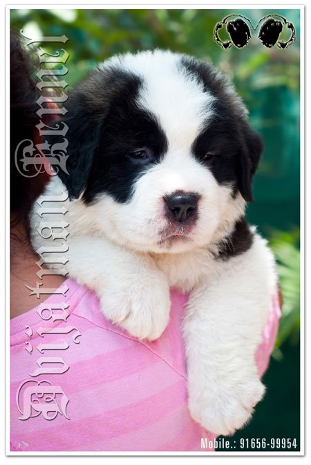 Dogs India St.Bernard Dvijatman