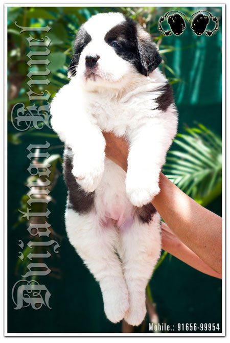 Dogs India St.Bernard Dvijatman