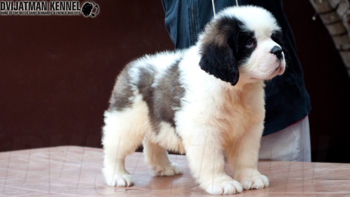 DogsIndia.com - St. Bernard - Dvijatman Kennel