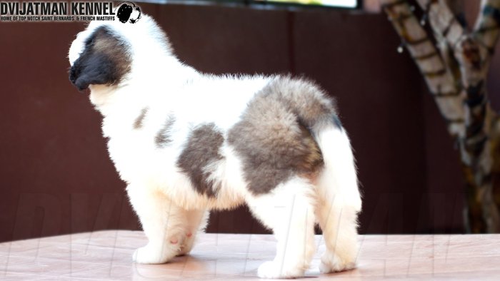 DogsIndia.com - St. Bernard - Dvijatman Kennel