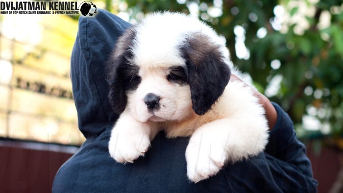 DogsIndia.com - St. Bernard - Dvijatman Kennel