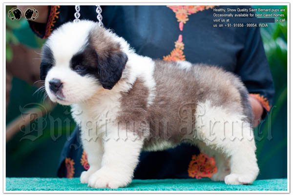 St. Bernard Puppy Dvijatman