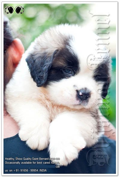 St. Bernard Puppy Dvijatman
