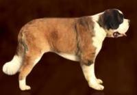 DogsIndia.com - St. Bernard - Sheruland Saints