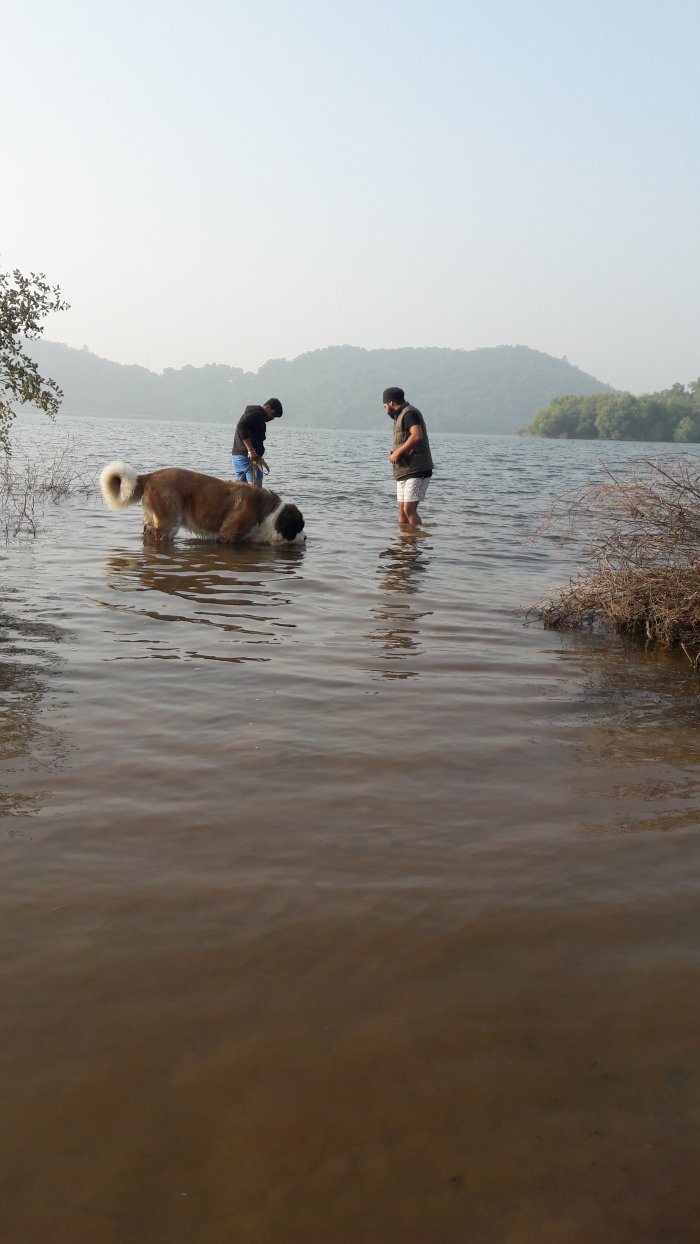 DogsIndia.com - St. Bernard - Sheruland Saints