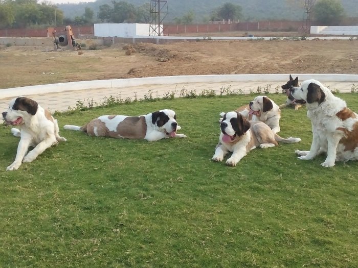 DogsIndia.com - St. Bernard - Sheruland Saints