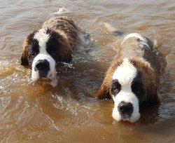 DogsIndia.com - St. Bernard - Sheruland Saints