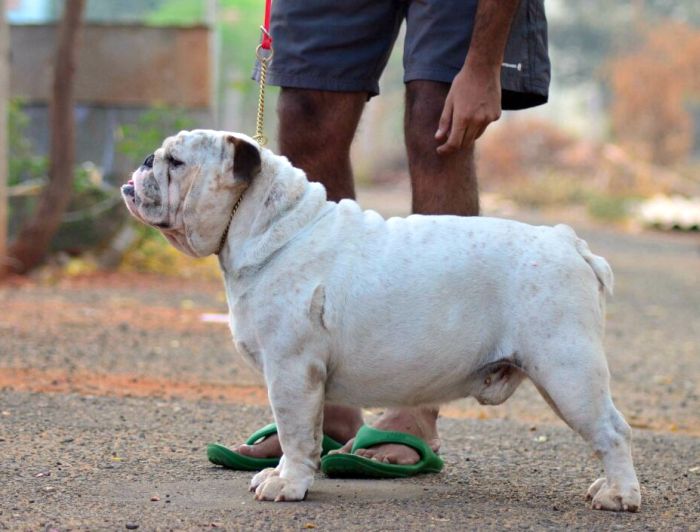 DogsIndia.com - Bulldog - Logesh - Tiruppur