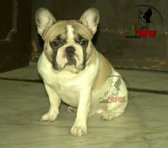 DogsIndia.com - Pug - DePasha VP Kennel - Puneet